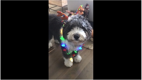 Wraggles the Dog gets into the holiday spirit