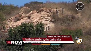 Family dog dies on Cowles Mountain hike
