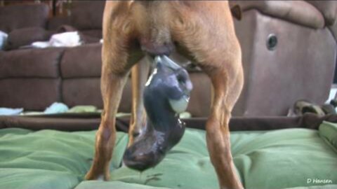 Dog Has An Amazing Birth While Standing!