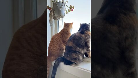 Fox and Pippa Window cats
