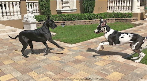 Happy Great Danes Enjoy Their Sunday Newspaper Fun Run