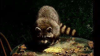 Raccoon eating corn