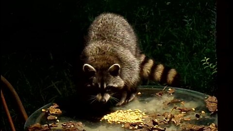 Raccoon eating corn