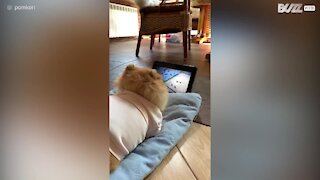Cachorro adora assistir o filme “Pets 2”