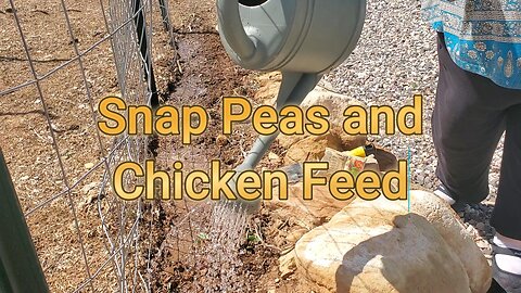 Snap Peas and Chicken Feed