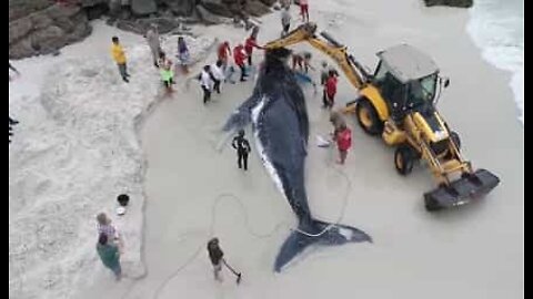 Stranded whale is rescued in Brazilian beach