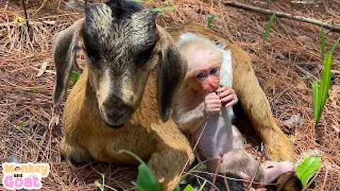 Cute Baby monkey loves Goat