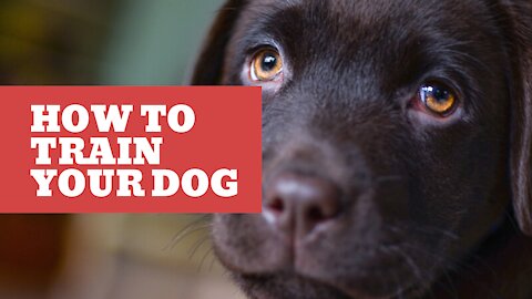 How to Train your Dog Videos