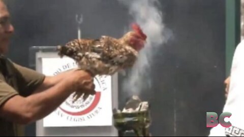 Outrage over chicken sacrifice in Mexican Senate