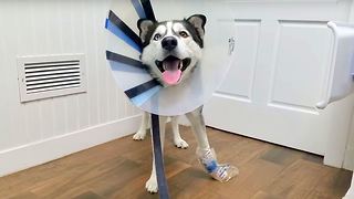 Poor Siberian Husky Got an Accident, Wearing a Cone for the First Time.