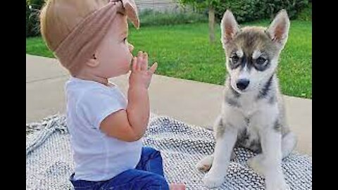 Baby Playing with German Shepherd Dog 👶🐶 There's nothing greater than Dog and Baby