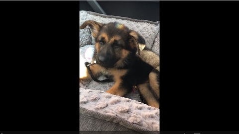 Puppy loses battle to sleep during car ride