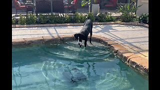 Funny Water Loving Great Dane Chats With Seagull Pool Cleaner