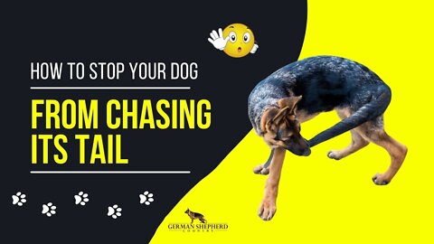 How to Stop Your Dog from Chasing Its Tail | German Shepherd Puppy Training