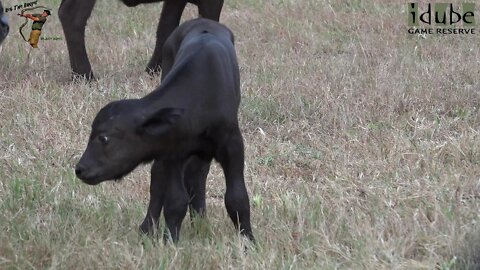 Tiny Newborn Buffalo
