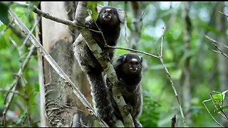 Amazing Hiking and Camping on Ilha Grande in Brazil (Big Island)