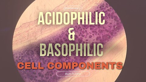 Acidophilic and basophilic components of cells