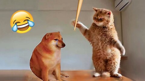 Funny animals 2023 😂 Funny cats and dogs videos