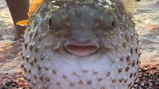 spiny puffer fish