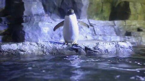 penguin swimming in a large aquarium tank