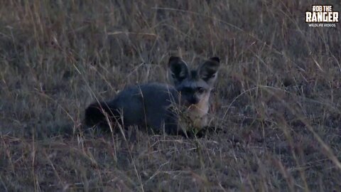 Bat-Eared Fox | Maasai Mara Safari Sighting | Zebra Plains