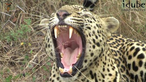 Close-up Leopard Yawn
