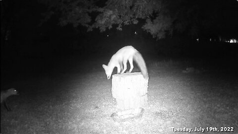 Two Foxes Snoop Around The Tree Stump