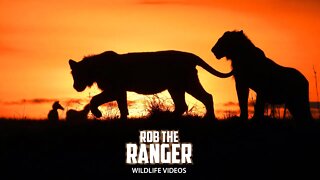 Lion Pride At Sunrise | Maasai Mara Safari | Zebra Plains