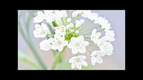 Beautiful Spring Music – Spring Snow [2 Hour Version]