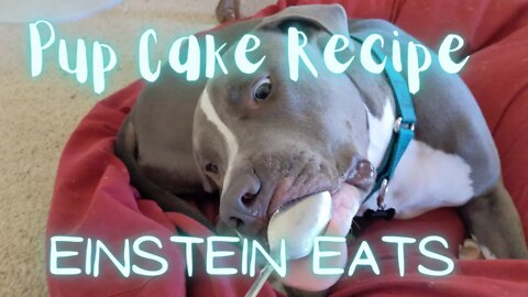 Pup Cake Recipe #einsteinsbackyard #pupcake #recipe #einsteineats