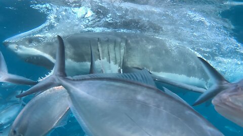 Paddleboarder Attacked by 14 Ft Tiger Shark