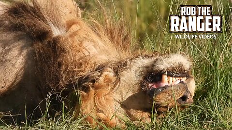 Lions Relaxing In The Afternoon Sun | Maasai Mara Safari | Zebra Plains