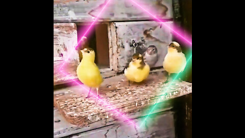 Funniest birds Summer 2021 🕊️😍💯