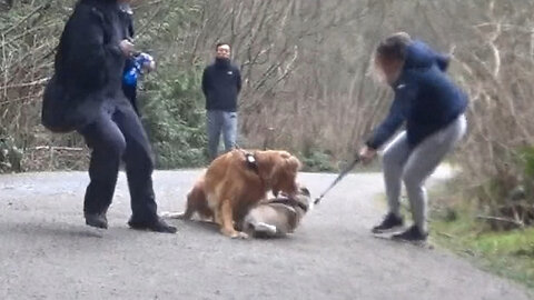Dog Attacks Another Dog With Pet Owner In Disbelief
