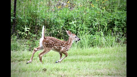 Texas Deer & Hog Weekly, 8/31/23