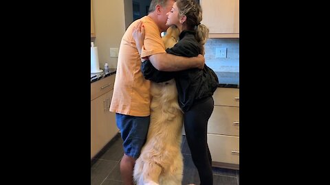 Super jealous Golden Retriever needs to be part of all hugs