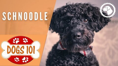 Dogs 101 - SCHNOODLE - Top Dog Facts about the SCHNOODLE | DOG BREEDS 🐶 Brooklyn's Corner