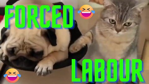 Forced Labour (Cats Series 1)