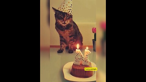 Cute Cats Funny Compilation - Hilarious Cat Videos