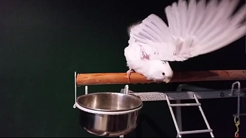 Cockatiel Takes a Shower!