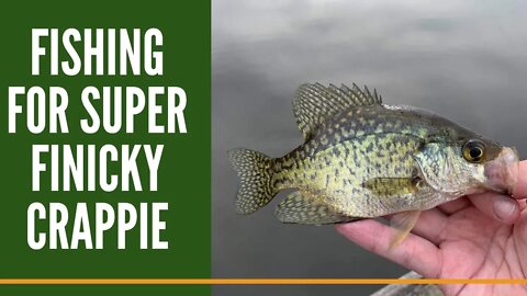 Fishing For Super Finicky Crappies/ Michigan Crappie Fishing/ Crappie Fishing Tips