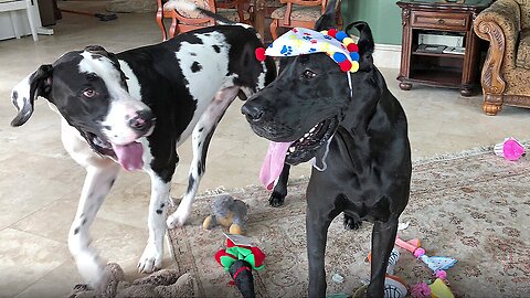 Playful Great Danes enjoy pouncing & bouncing with birthday hat
