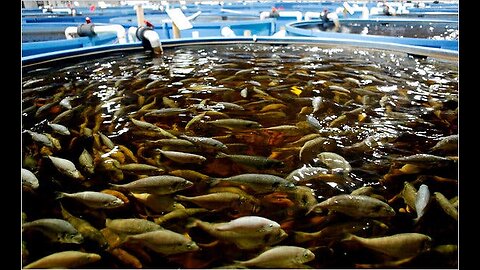 Amazing fish farming in pond and playing with the fish by feeding food for fish