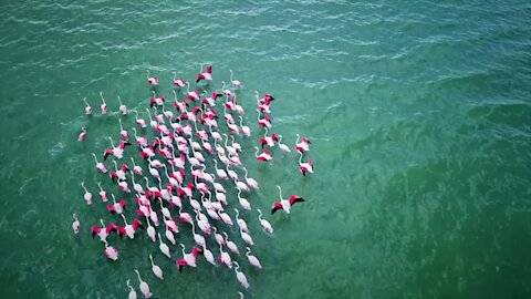 flamingos birds|#flomingos |Susantha11