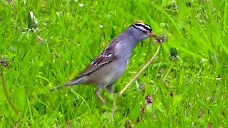 IECV NV #511 - 👀 White Crowned Sparrows Eating Dandy lions 5-1-2018