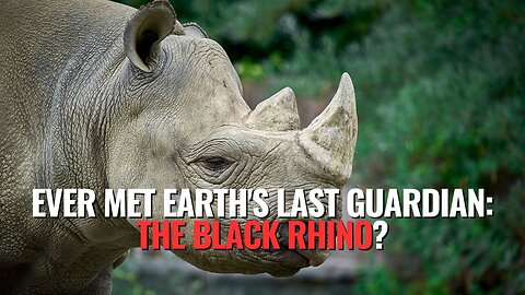 Ever Met Earth's Last Guardian: The Black Rhino?