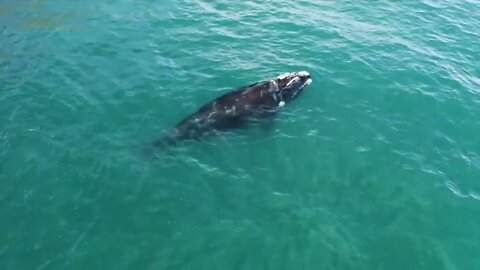 Aerial footage Cinematic l OCEAN & NATURE Drone footage _ [4K] Ambient Drone Film #drone #dronevideo