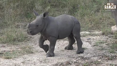 Super Cute Wild Baby Tank! (Tiny White Rhino Calf...) | Endangered Species Spotlight