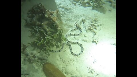 Night diving on Kwajalein