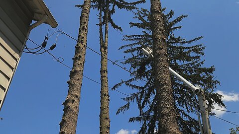 Tree removal with Border Collie puppies and dogs.